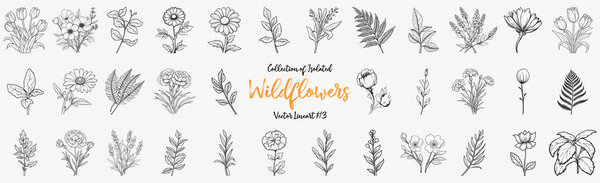 Wildflowers Vector Line art Collection. Hand drawn Sketch for seasonal promo, sale, romantic greeting card, poster, banner, printing. Floral pattern isolated without background