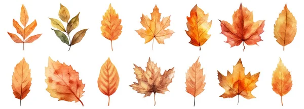 秋天的树叶在白色背景上一幅水彩画 矢量图 — 图库矢量图片