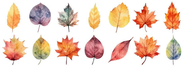 秋天的树叶在白色背景上一幅水彩画 矢量图 — 图库矢量图片