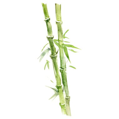 Suluboya bambu. El çizimi resim beyaz arkaplanda izole edilmiş.