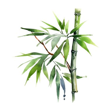 Suluboya bambu. El çizimi resim beyaz arkaplanda izole edilmiş.