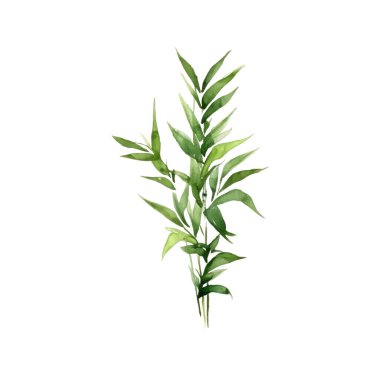 Suluboya bambu. El çizimi resim beyaz arkaplanda izole edilmiş.