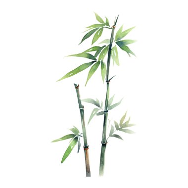 Suluboya bambu. El çizimi resim beyaz arkaplanda izole edilmiş.