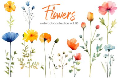 Çiçek ve yaprak suluboya resim. El çizimi çiçek vektör elementleri beyaz arkaplanda izole.