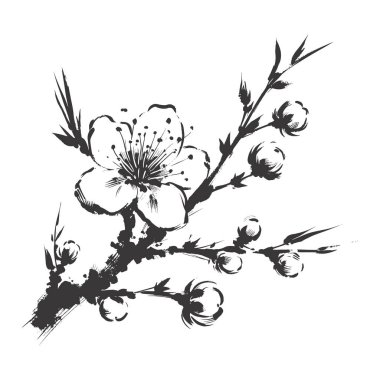 Kiraz çiçeği, botanik sanatı. Bahar bademi, sakura, elma ağacı dalı, el çizimi karalama vektörü çizimi. Güzel siyah mürekkep sanatı, beyaz arka planda izole edilmiş. Gerçekçi çiçek çiçeği çizimi