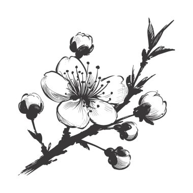 Kiraz çiçeği, botanik sanatı. Bahar bademi, sakura, elma ağacı dalı, el çizimi karalama vektörü çizimi. Güzel siyah mürekkep sanatı, beyaz arka planda izole edilmiş. Gerçekçi çiçek çiçeği çizimi