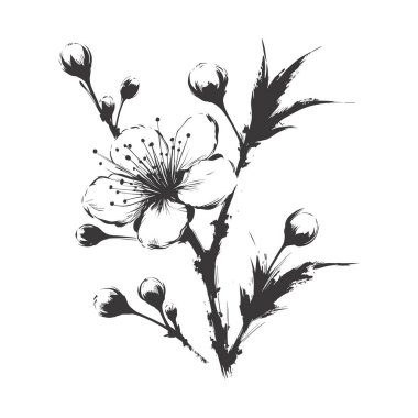 Kiraz çiçeği, botanik sanatı. Bahar bademi, sakura, elma ağacı dalı, el çizimi karalama vektörü çizimi. Güzel siyah mürekkep sanatı, beyaz arka planda izole edilmiş. Gerçekçi çiçek çiçeği çizimi