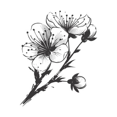 Kiraz çiçeği, botanik sanatı. Bahar bademi, sakura, elma ağacı dalı, el çizimi karalama vektörü çizimi. Güzel siyah mürekkep sanatı, beyaz arka planda izole edilmiş. Gerçekçi çiçek çiçeği çizimi