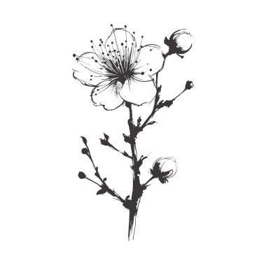 Kiraz çiçeği, botanik sanatı. Bahar bademi, sakura, elma ağacı dalı, el çizimi karalama vektörü çizimi. Güzel siyah mürekkep sanatı, beyaz arka planda izole edilmiş. Gerçekçi çiçek çiçeği çizimi