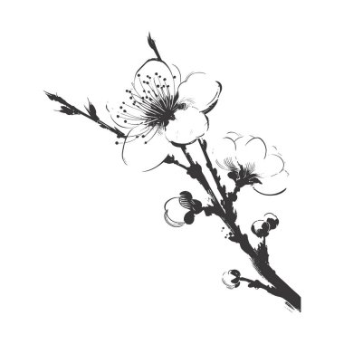 Kiraz çiçeği, botanik sanatı. Bahar bademi, sakura, elma ağacı dalı, el çizimi karalama vektörü çizimi. Güzel siyah mürekkep sanatı, beyaz arka planda izole edilmiş. Gerçekçi çiçek çiçeği çizimi