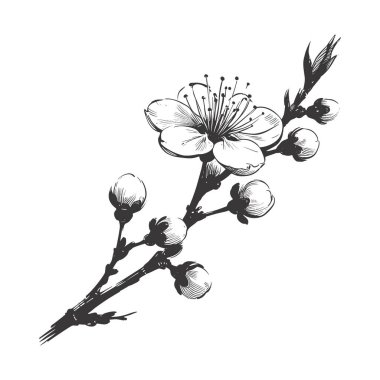 Kiraz çiçeği, botanik sanatı. Bahar bademi, sakura, elma ağacı dalı, el çizimi karalama vektörü çizimi. Güzel siyah mürekkep sanatı, beyaz arka planda izole edilmiş. Gerçekçi çiçek çiçeği çizimi