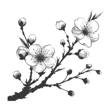 Kiraz çiçeği, botanik sanatı. Bahar bademi, sakura, elma ağacı dalı, el çizimi karalama vektörü çizimi. Güzel siyah mürekkep sanatı, beyaz arka planda izole edilmiş. Gerçekçi çiçek çiçeği çizimi