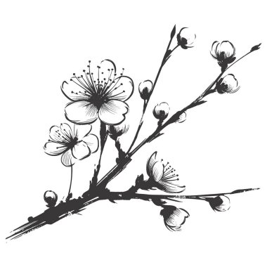 Kiraz çiçeği, botanik sanatı. Bahar bademi, sakura, elma ağacı dalı, el çizimi karalama vektörü çizimi. Güzel siyah mürekkep sanatı, beyaz arka planda izole edilmiş. Gerçekçi çiçek çiçeği çizimi