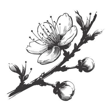Kiraz çiçeği, botanik sanatı. Bahar bademi, sakura, elma ağacı dalı, el çizimi karalama vektörü çizimi. Güzel siyah mürekkep sanatı, beyaz arka planda izole edilmiş. Gerçekçi çiçek çiçeği çizimi