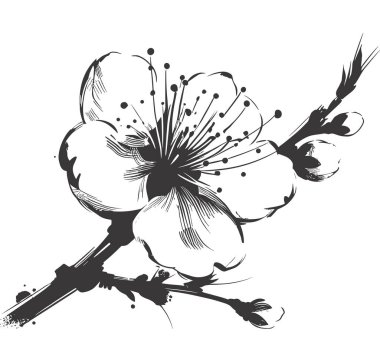 Kiraz çiçeği, botanik sanatı. Bahar bademi, sakura, elma ağacı dalı, el çizimi karalama vektörü çizimi. Güzel siyah mürekkep sanatı, beyaz arka planda izole edilmiş. Gerçekçi çiçek çiçeği çizimi