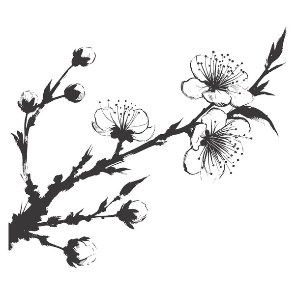 Fleurs Cerisier Art Botanique Amande Printanière Sakura Branche Pommier Dessin Illustration De Stock