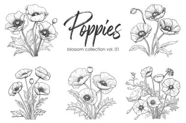 Haşhaş çizgisi çizimi beyaza izole edildi. Çiçekli siyah mürekkep çizimi. Modern minimalist el yapımı tasarım.