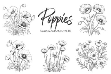 Haşhaş çizgisi çizimi beyaza izole edildi. Çiçekli siyah mürekkep çizimi. Modern minimalist el yapımı tasarım.