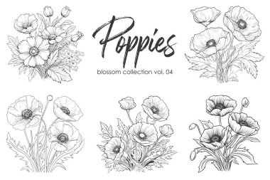 Haşhaş çizgisi çizimi beyaza izole edildi. Çiçekli siyah mürekkep çizimi. Modern minimalist el yapımı tasarım.