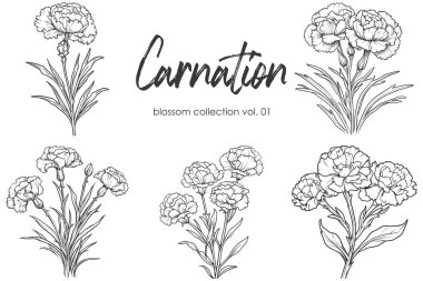 Karanfil çizgisi çizimi beyaza izole edildi. Çiçekli siyah mürekkep çizimi. Modern minimalist el yapımı tasarım.