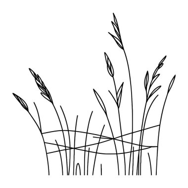 Devamlı yaban çiçeği illüstrasyonu