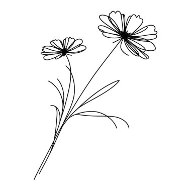 Devamlı yaban çiçeği illüstrasyonu