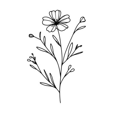 Devamlı yaban çiçeği illüstrasyonu
