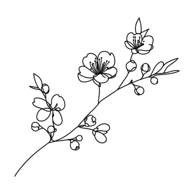 Sakura çiçeği aralıksız çizgi vektör çizimi