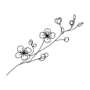 Sakura çiçeği aralıksız çizgi vektör çizimi