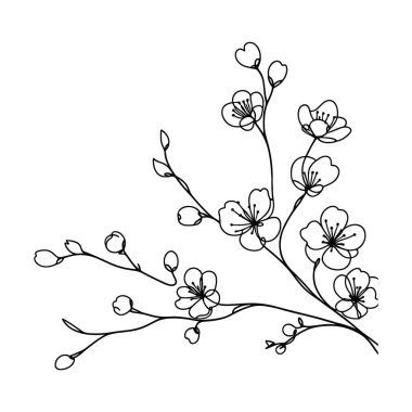 Sakura çiçeği aralıksız çizgi vektör çizimi