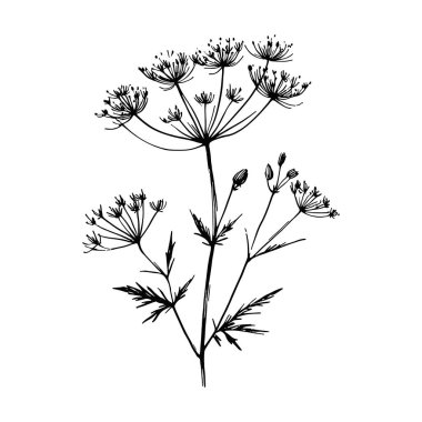 Yaban çiçekleri vektör eli çizimi