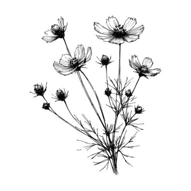 Yaban çiçekleri vektör eli çizimi
