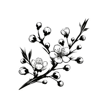 Kiraz çiçeği vektör çizimi. Siyah beyaz el çizimi mürekkep çizimi