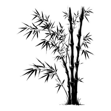 Bambu vektör çizimi. El çizimi Resim