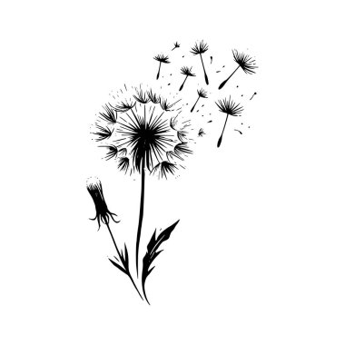 Karahindiba vektör el çizimi