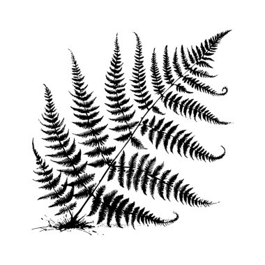 Eğrelti otu çizimi. El çizimi Resim