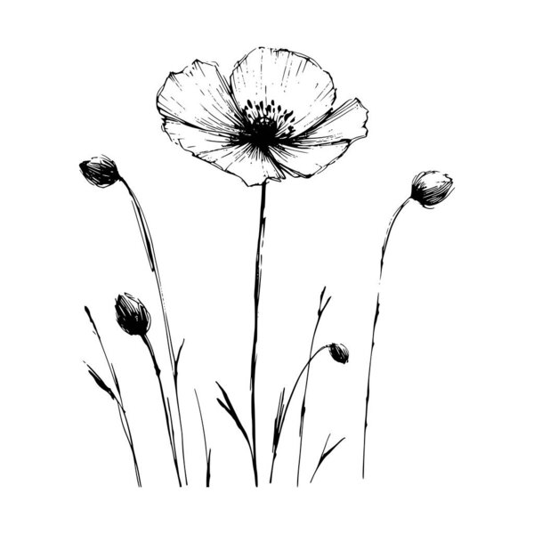 Wildflowers vector hand drawn Illustration