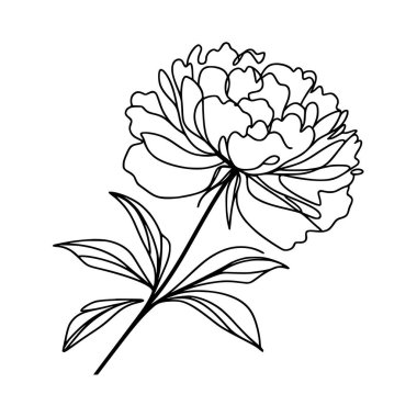 Şakayık çizgisi, ince çizgi, şakayık çiçekli el çizimi.