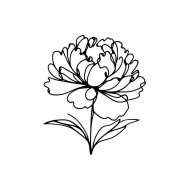 Şakayık çizgisi çizimi. Devamlı çizgi düzenleme.