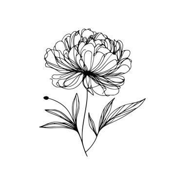 Şakayık Vektör El Çizimi