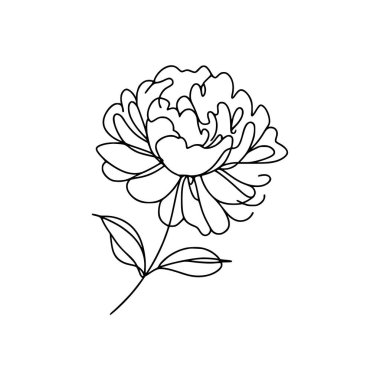 Şakayık Vektör El Çizimi