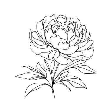 Şakayık Vektör El Çizimi