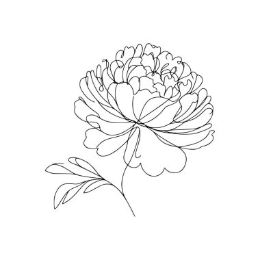 Şakayık Vektör El Çizimi