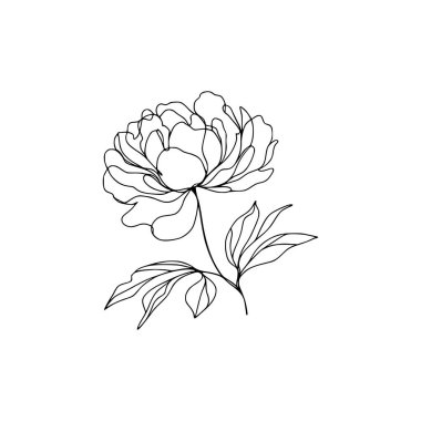 Çiçek aralıksız şakayık çiziyor.