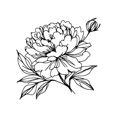 Çiçek aralıksız şakayık çiziyor.