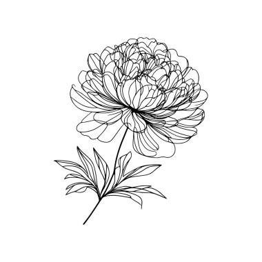 Çiçek çizgisi şakayık