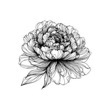 Çiçek çizgisi şakayık