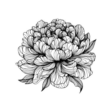 Çiçek çizgisi şakayık