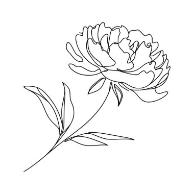 Şakayık çizgisi çizimi. Şakayık çiçeği aranjmanı