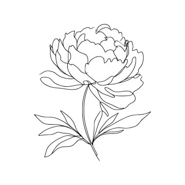 Şakayık çizgisi çizimi. Şakayık çiçeği aranjmanı